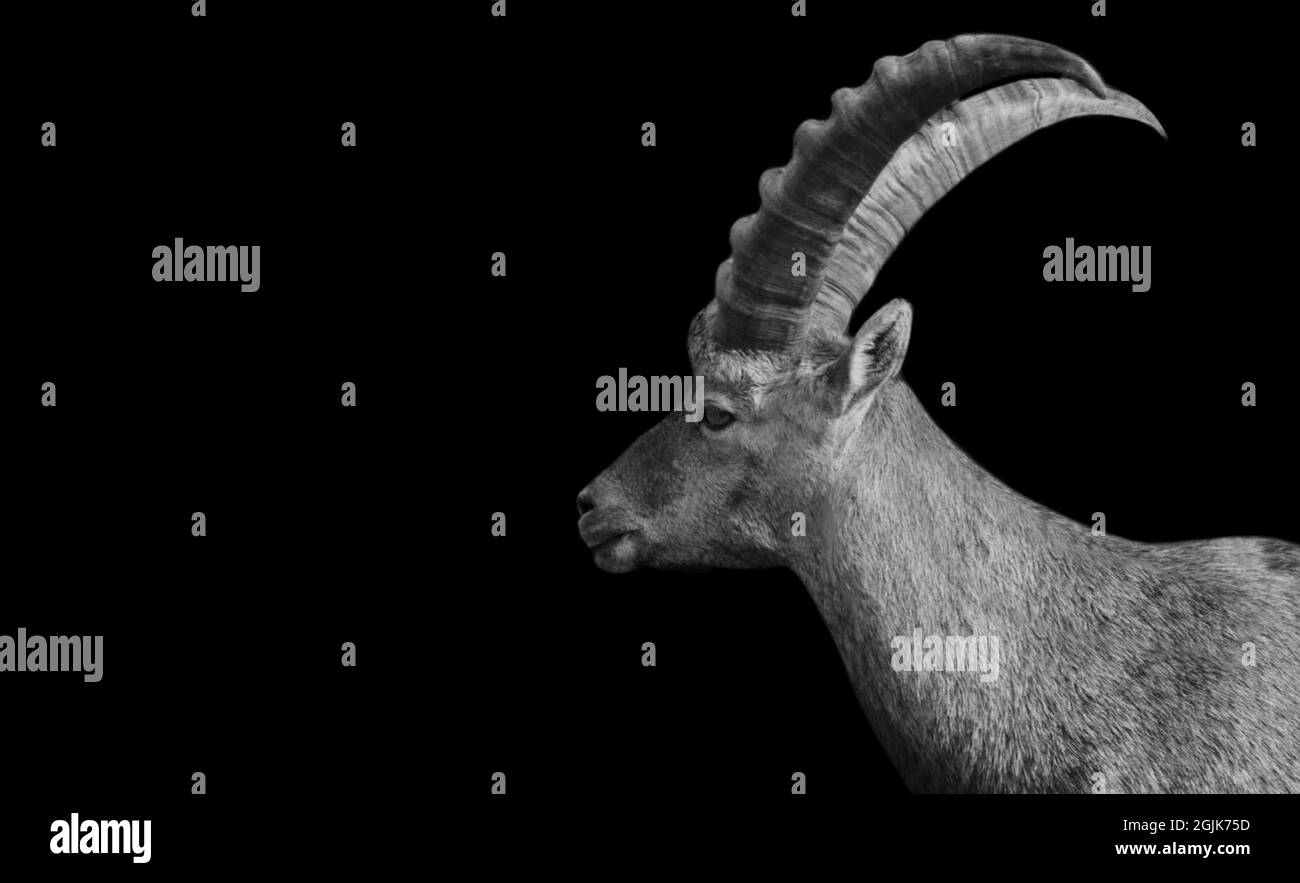 Black and White Big Horn Ibex nello sfondo nero Foto Stock