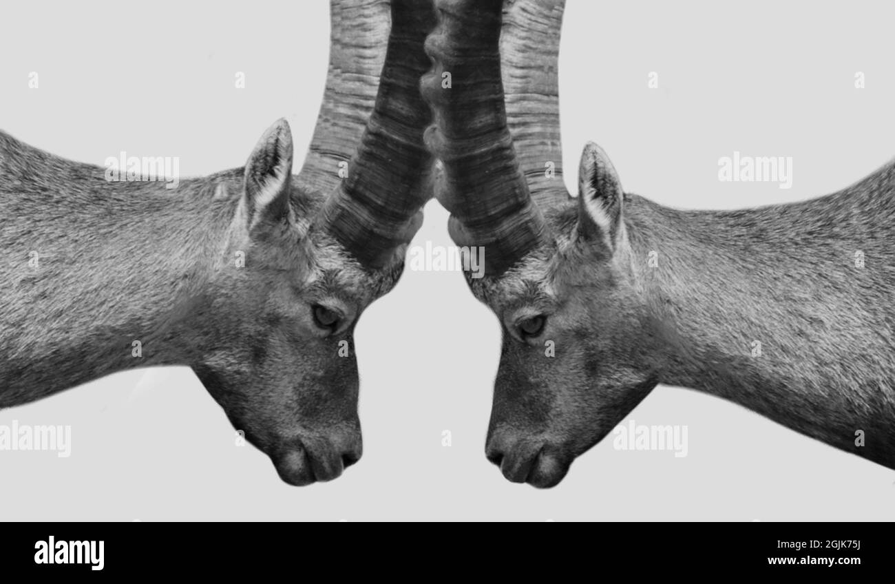 Due Ibex che toccano il Corno sullo sfondo bianco Foto Stock
