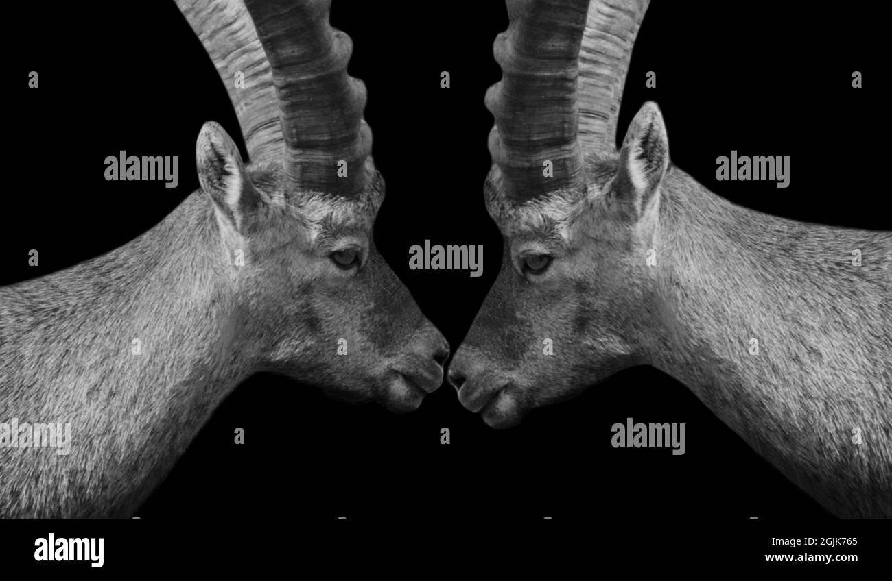 Due coppie di corno grandi Ibex Goat in sfondo nero Foto Stock