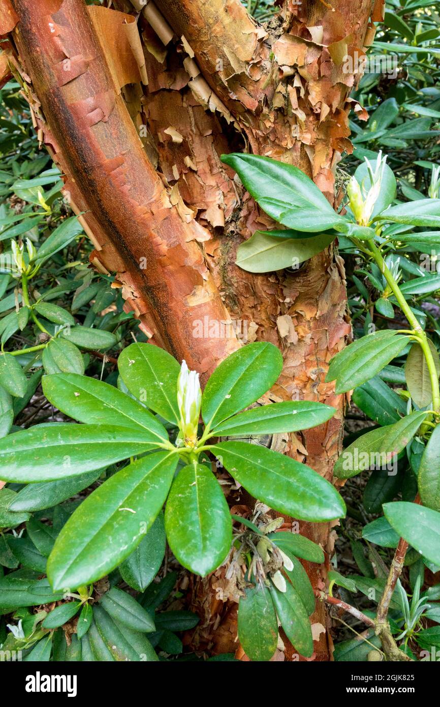 Acer griseum tronco albero in giardino in Rhododendrons Foto Stock