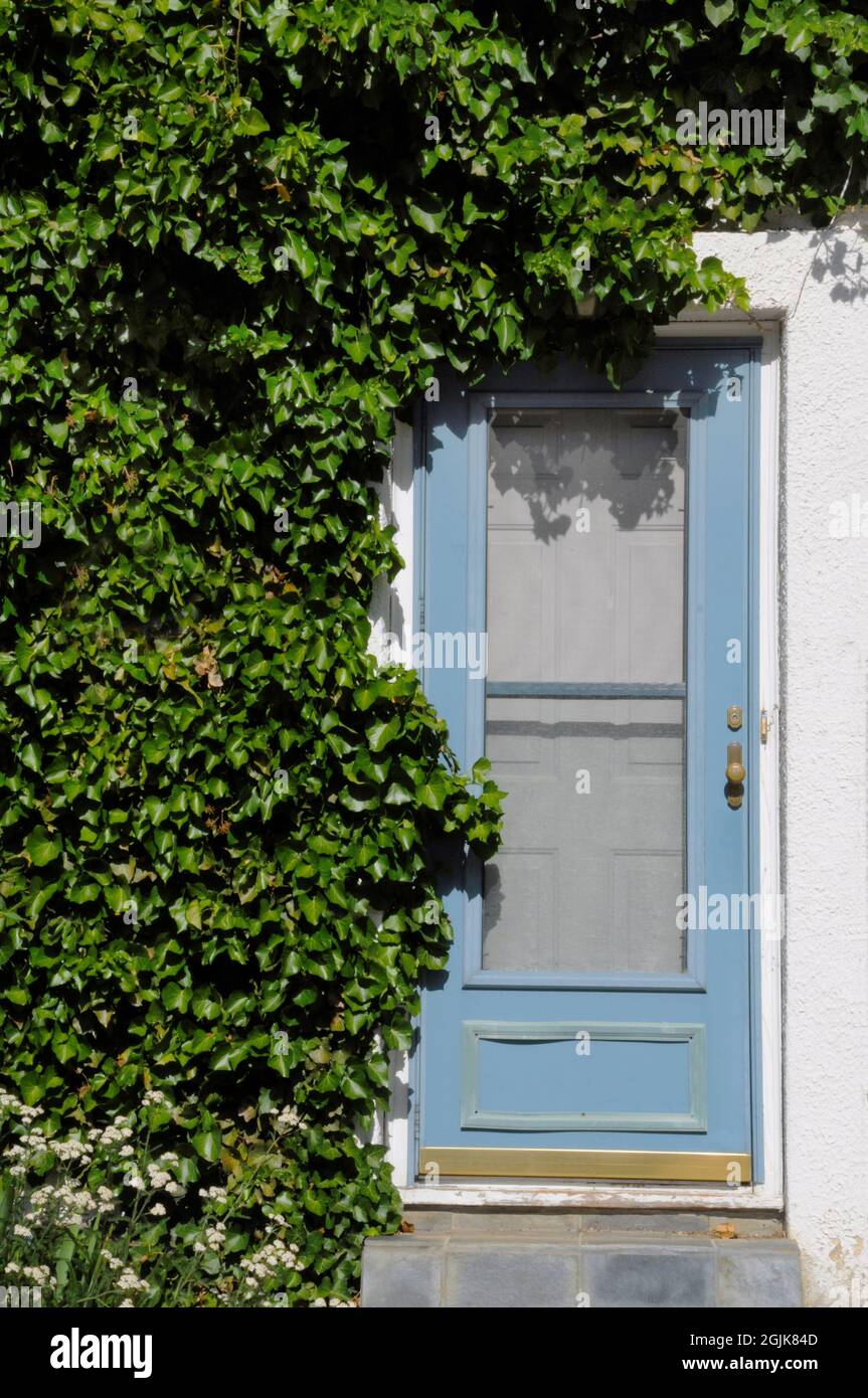 Rigoglioso muro di copertura in edera e chiuso sportello blu schermo Foto Stock