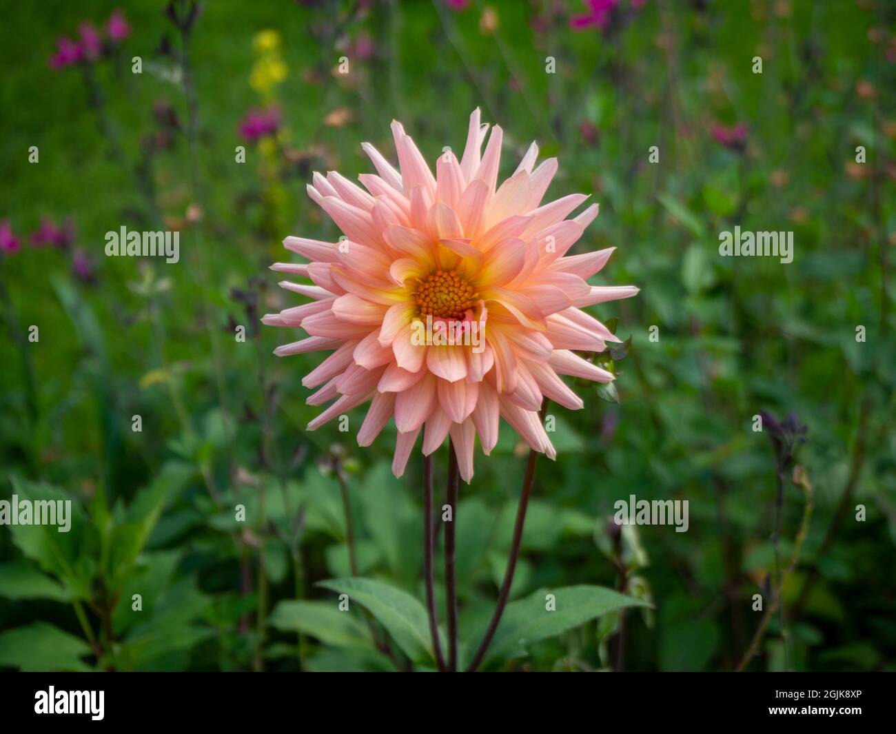 Dahlia 'Preference' al Chenies Manor Sunken Garden, Buckinghamshire' una varietà semi-cactus con tenui toni di pesca. Foto Stock