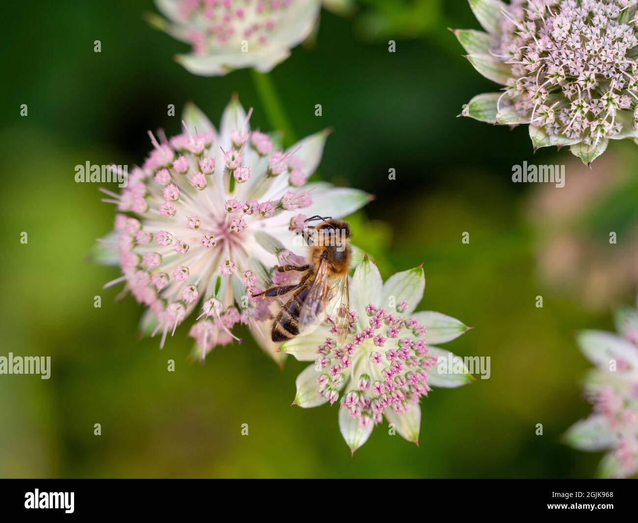 Ape di miele sui fiori di Astrantia a Chenies Manor, Buckinghamshire. Foto Stock