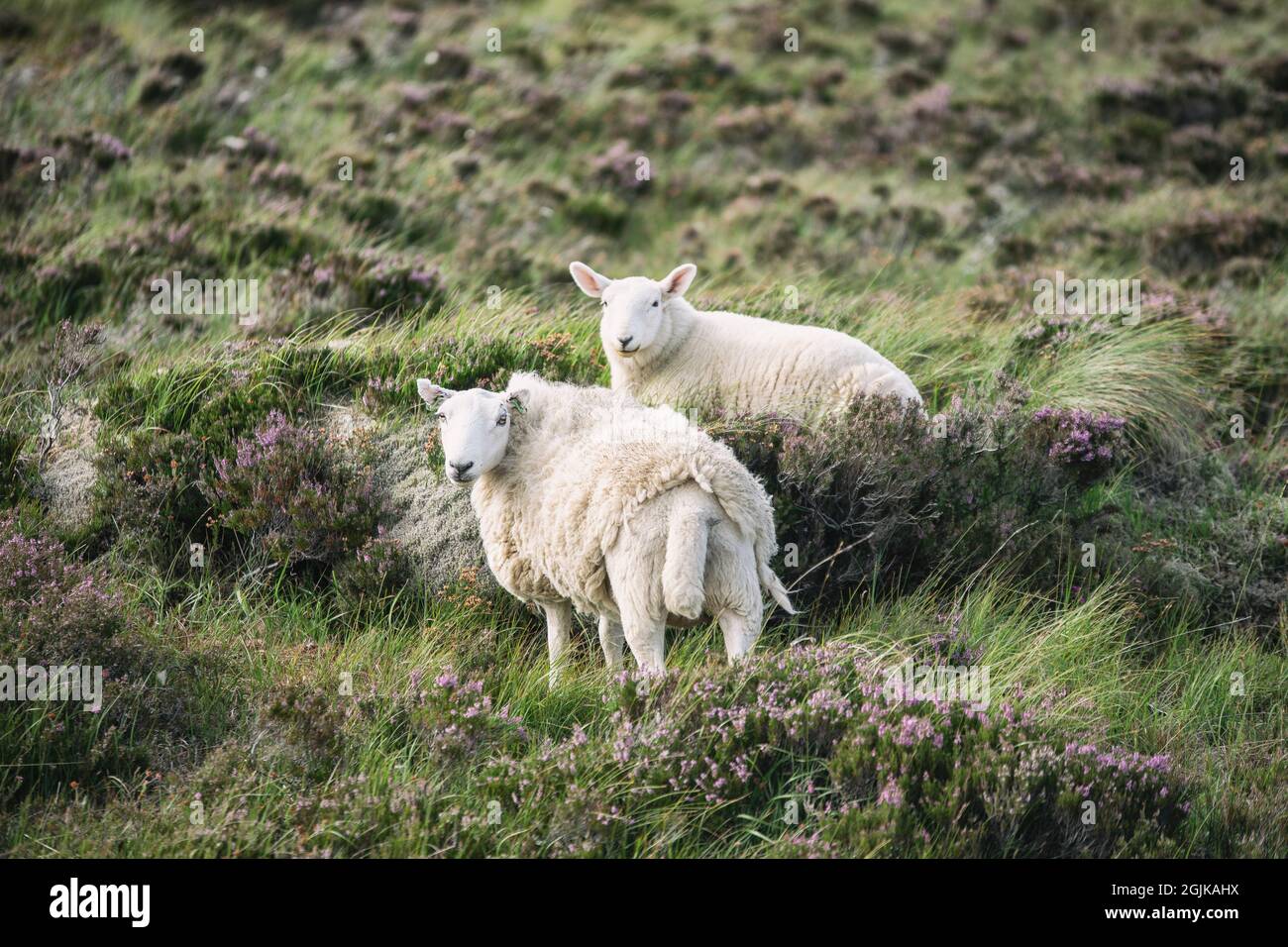 due pecore in un prato scozzese sull'isola di harris Foto Stock