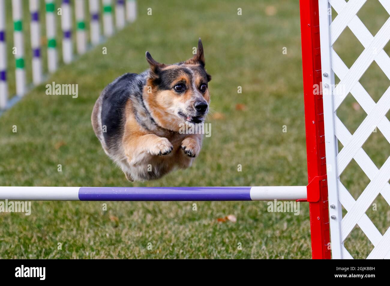 Cane Corgi sul corso di agilità andando oltre un salto Foto Stock
