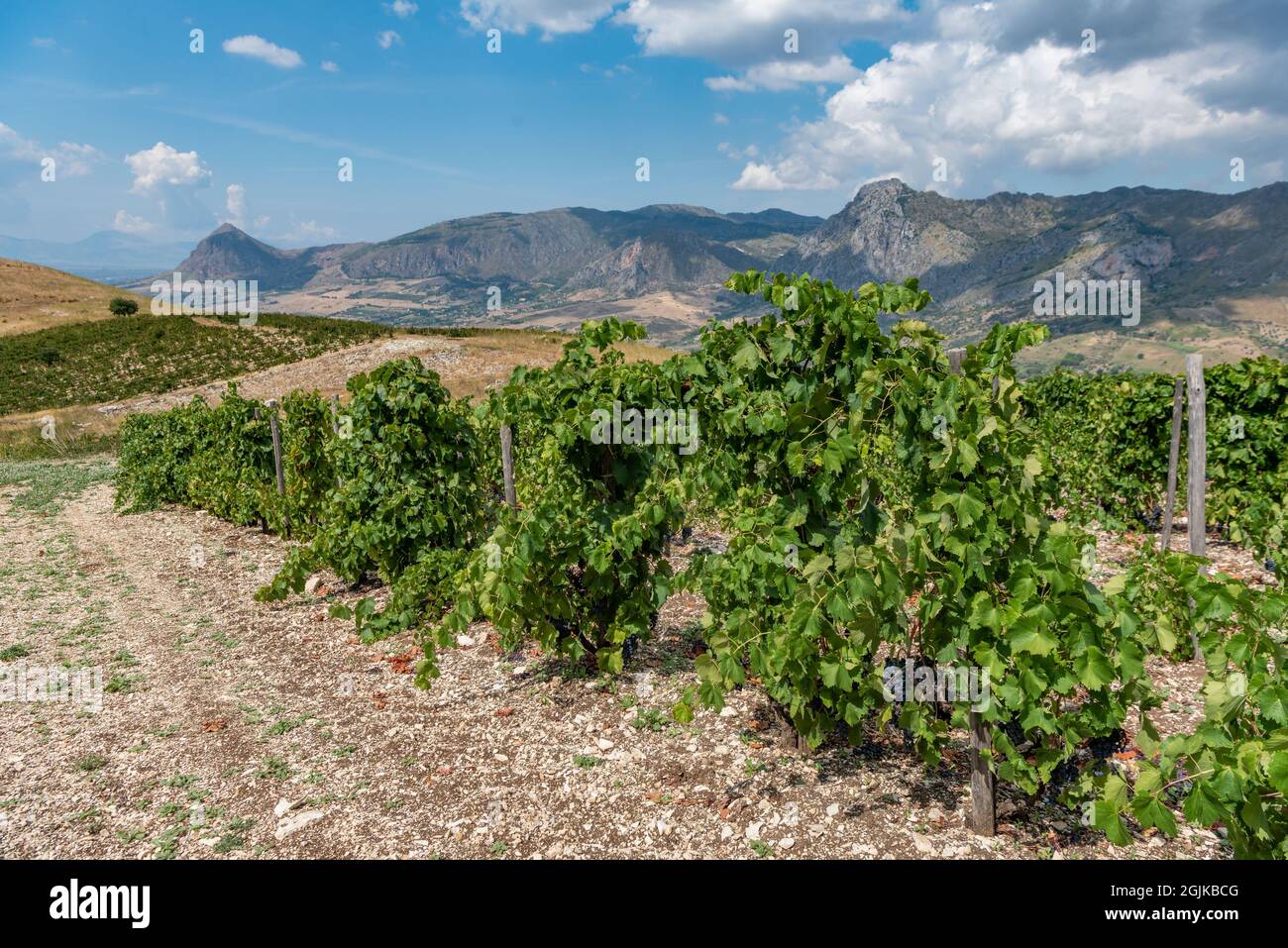 Vigneti di Terra libera - Centopassi, San Giuseppe Jato, Sicilia, Italia Foto Stock Vigneti di Terra libera - Centopassi, San Giuseppe Jato, Sicilia, Italia Foto Stock