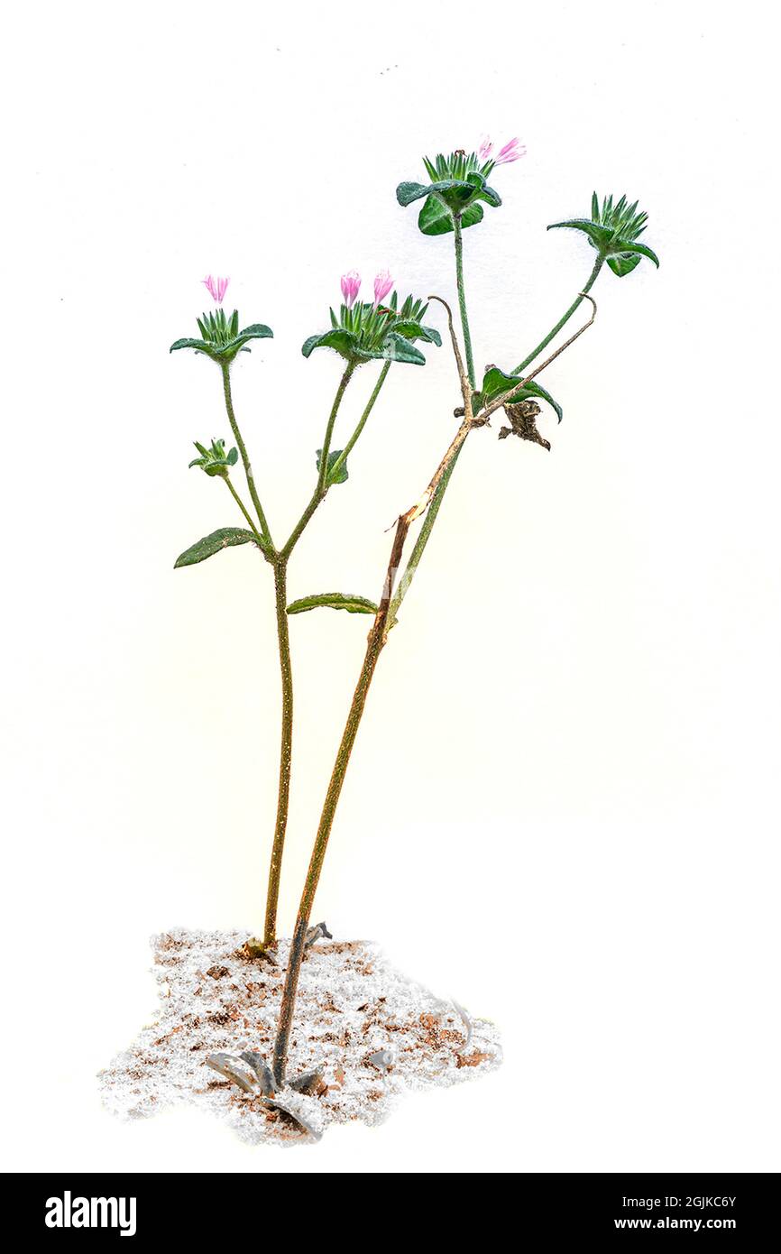 Immagine chiave alta di erbacce selvatiche con fiori in fiore Foto Stock