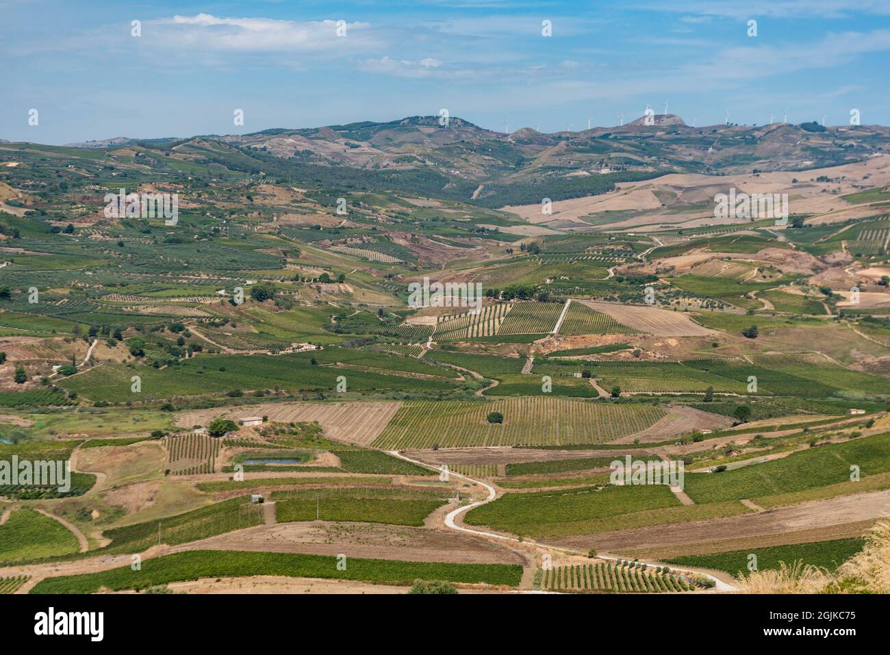 Viticoltura nella valle del Belìce, Sicilia, Italia Foto Stock