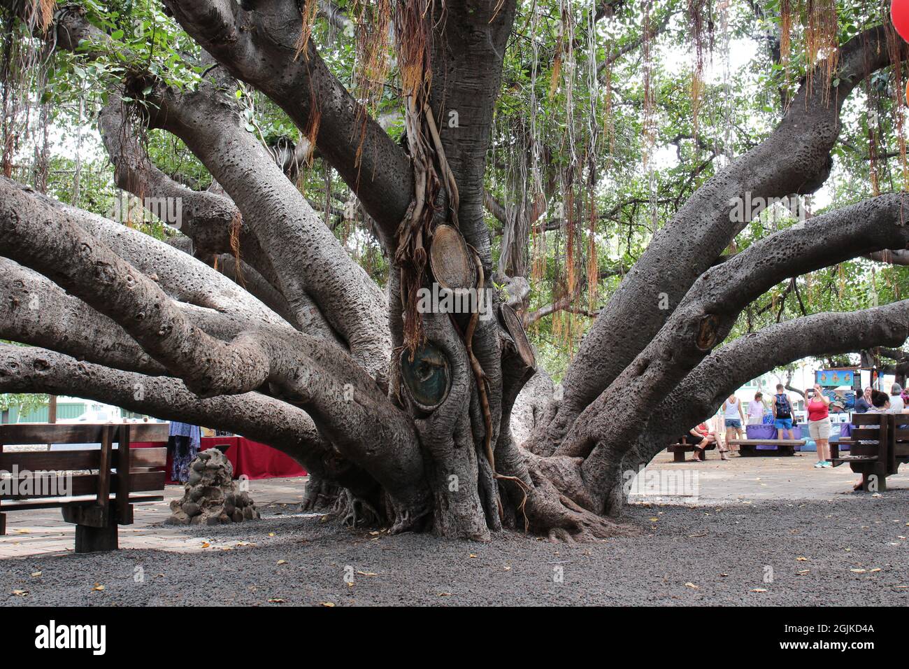 Molti tronchi di un albero di banyan con più radici e rami aerei prop in Lahaina, Maui, Hawaii, USA, con turisti in background Foto Stock