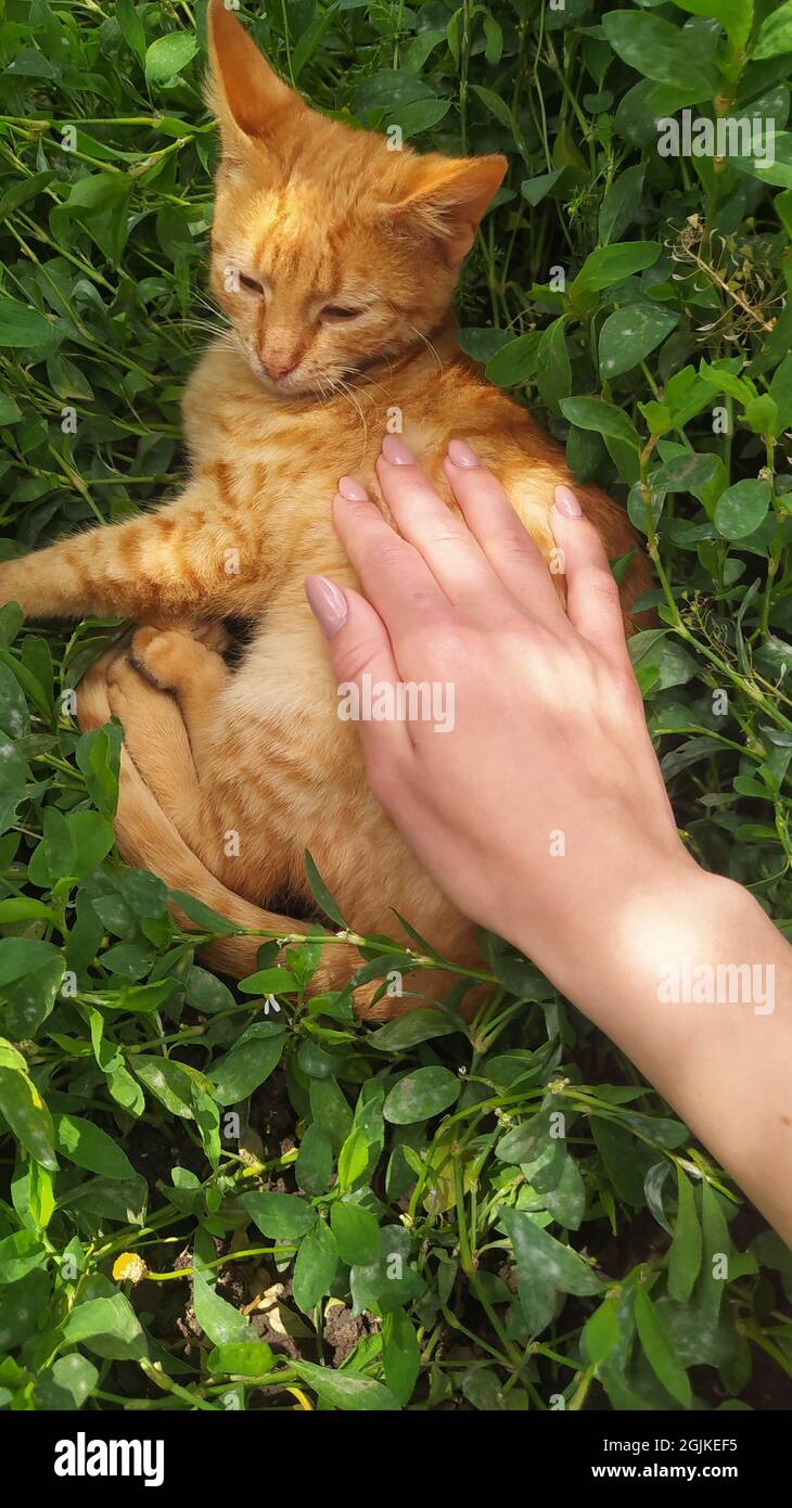 Vista carina di un gatto zenzero che è animale domestico dal loro proprietario che giace sull'erba nel giardino Foto Stock