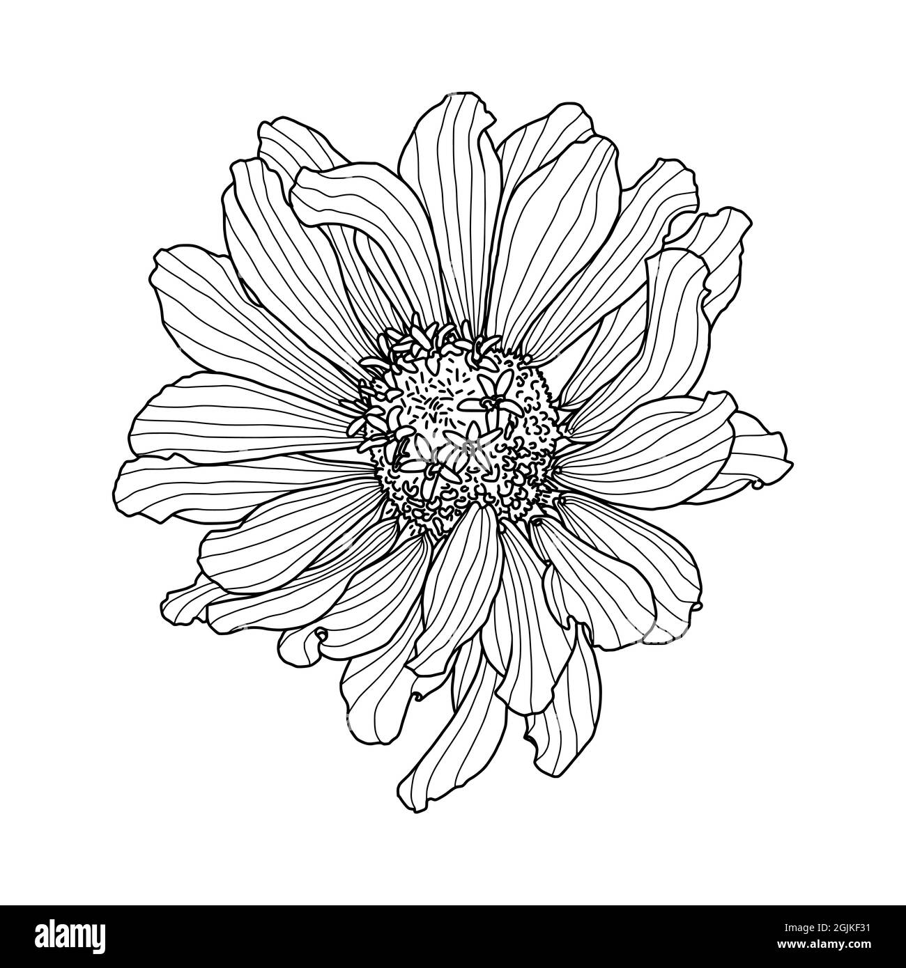 Disegno a mano della testa di fiore di Zinnia isolato su sfondo bianco. Illustrazione vettoriale. Elemento per design in linea stile arte per biglietto di auguri, invito al matrimonio, libro da colorare. Illustrazione Vettoriale