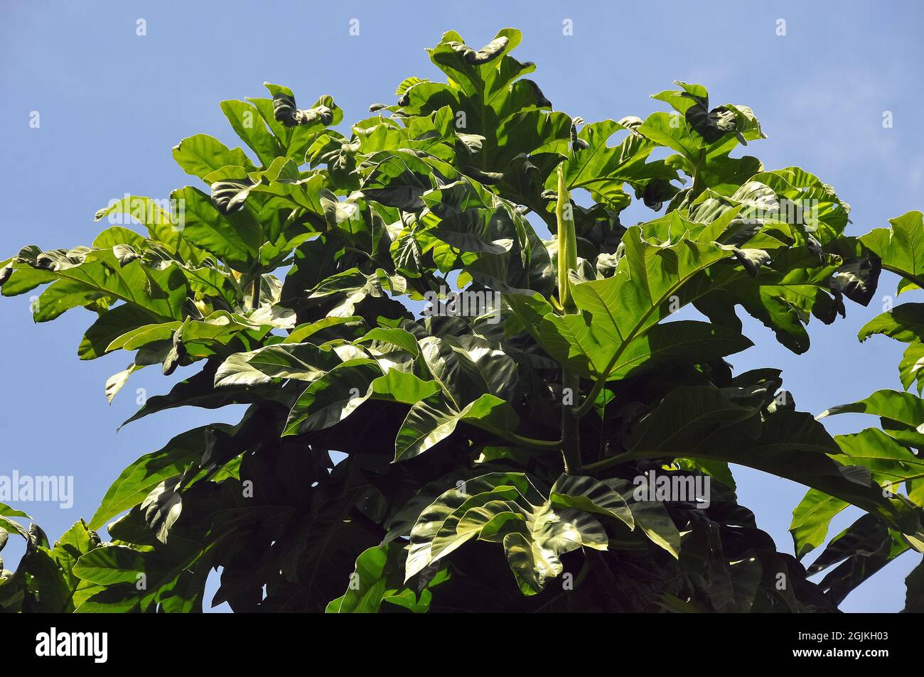 Pane, Brottfruchtbaum, Artocarpus altilis, kenyérfa Foto Stock