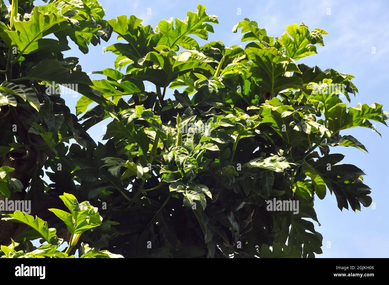 Pane, Brottfruchtbaum, Artocarpus altilis, kenyérfa Foto Stock