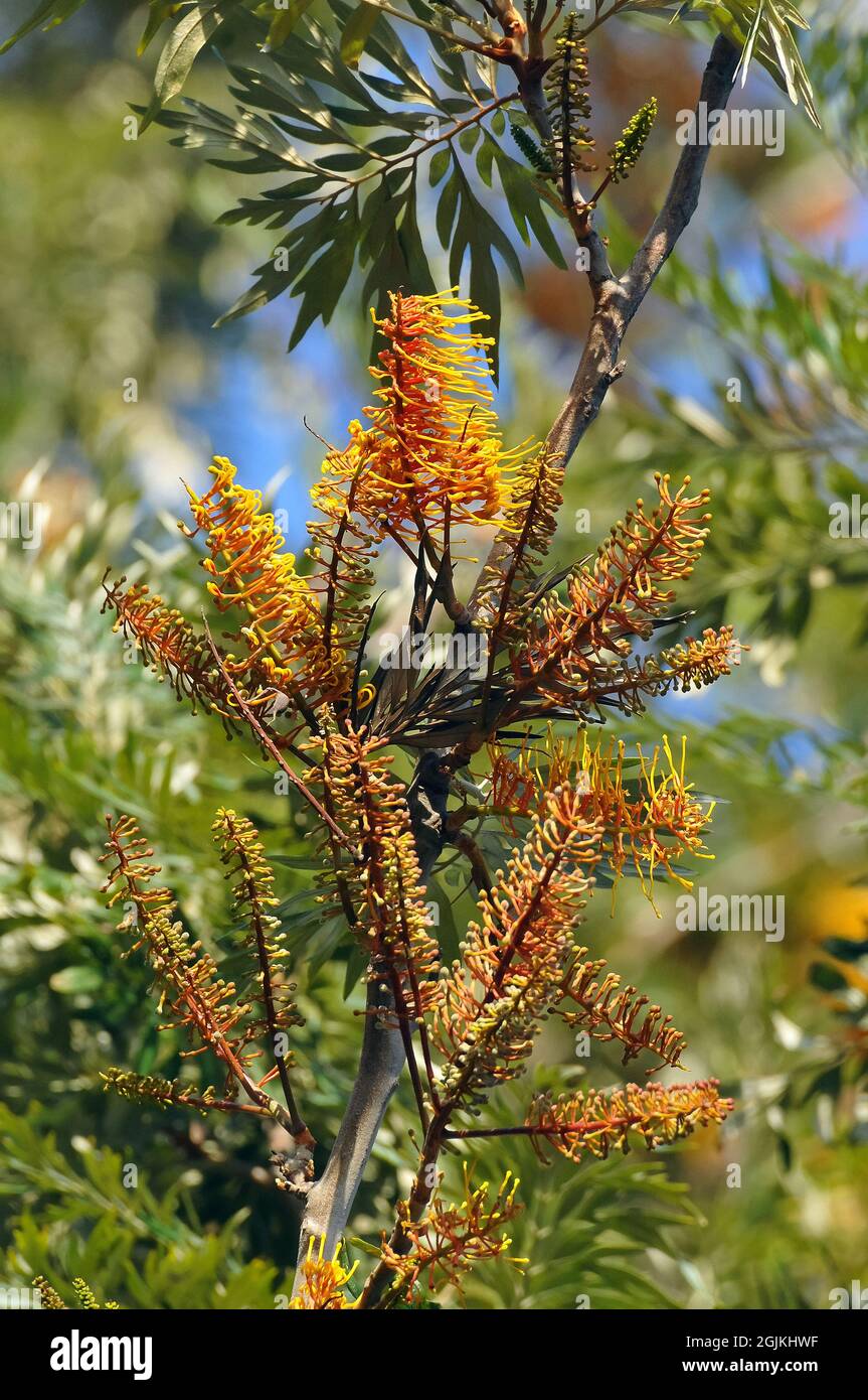 quercia setosa meridionale, quercia seta o quercia setosa, quercia argentata o quercia argentata australiana, Silbereiche, Grevillea robusta, selyemtölgy, Australia Foto Stock