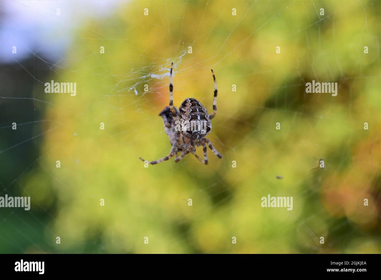 Ragnatela tra piante verdi da vicino Foto Stock