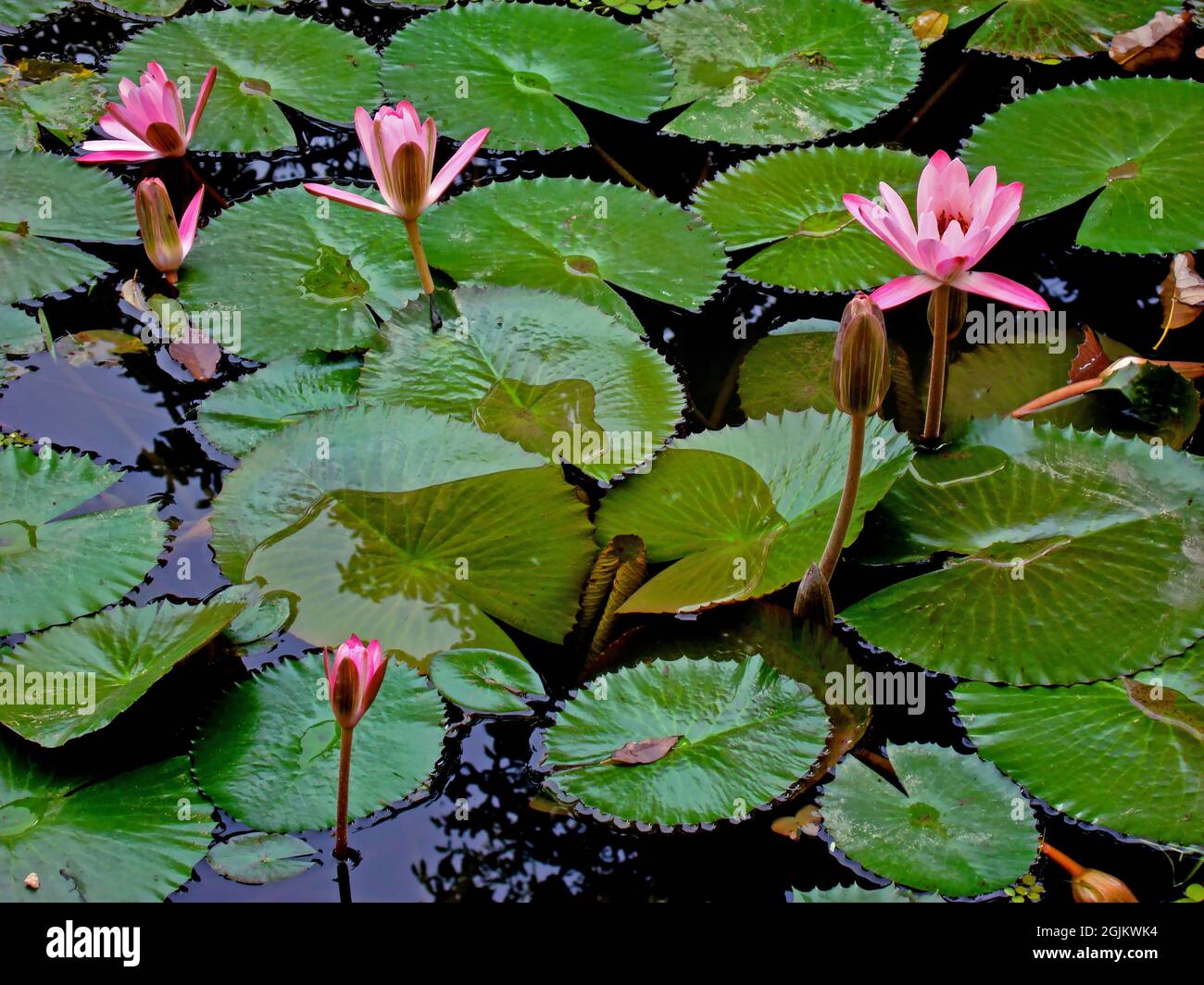 Gigli d'acqua rosa (Ninfea pubescens) sul lago Foto Stock