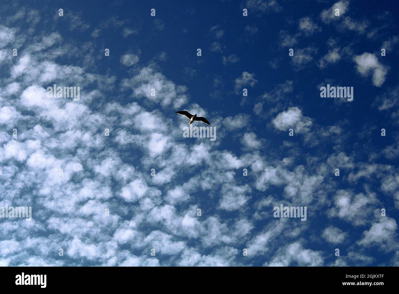 Volar libre como una gaviota Foto Stock