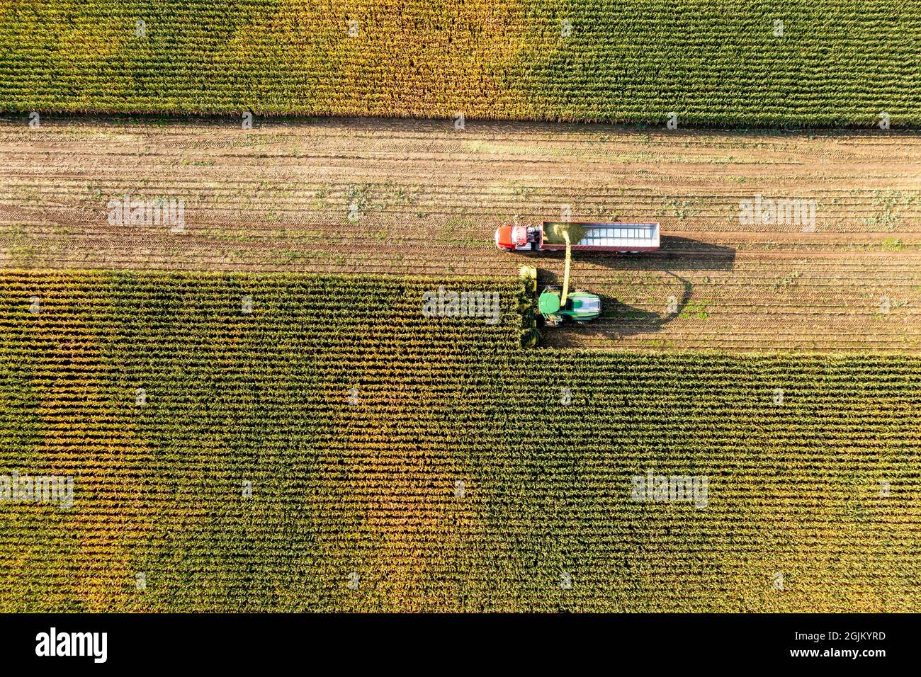 Hickory Corners, Michigan - il mais viene raccolto in un'azienda agricola del Michigan utilizzando le trinciacaricatrici John Deere. Il granoturco è trucked al vicino Prairie View da Foto Stock