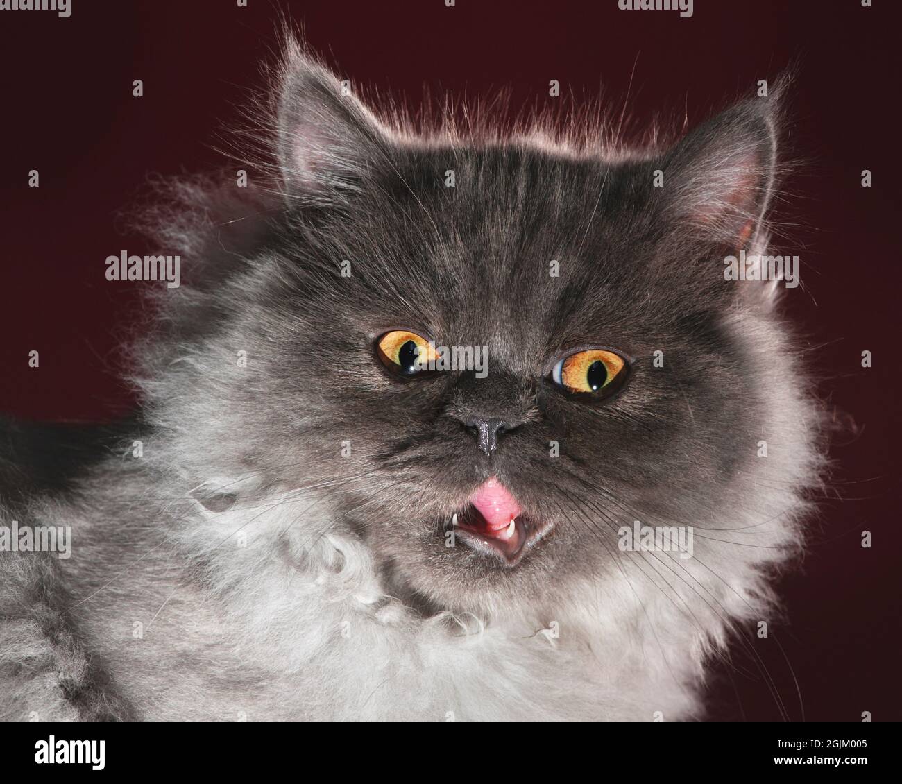 Primo piano ritratto di un carino grigio soffice gatto a capelli lunghi con la bocca aperta e lingua che mostra. Foto Stock