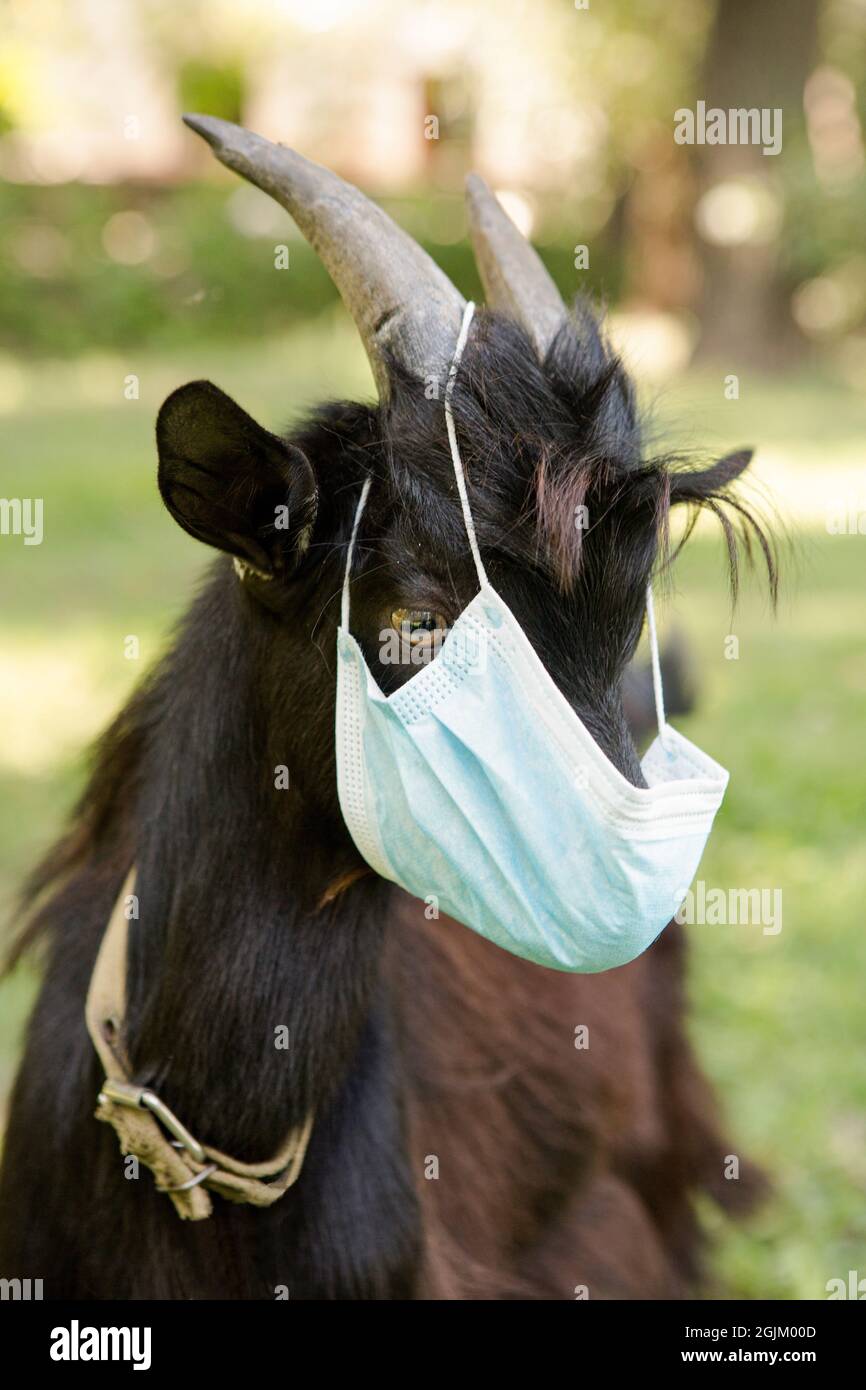 Ritratto di un ragazzo nero Camerun in una maschera medica. La capra è in quarantena. Umorismo durante la pandemia di coronavirus. Foto Stock