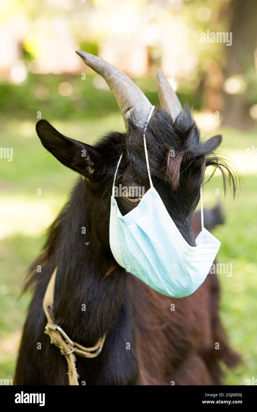 Ritratto di un ragazzo nero Camerun in una maschera medica. La capra è in quarantena. Umorismo durante la pandemia di coronavirus. Foto Stock