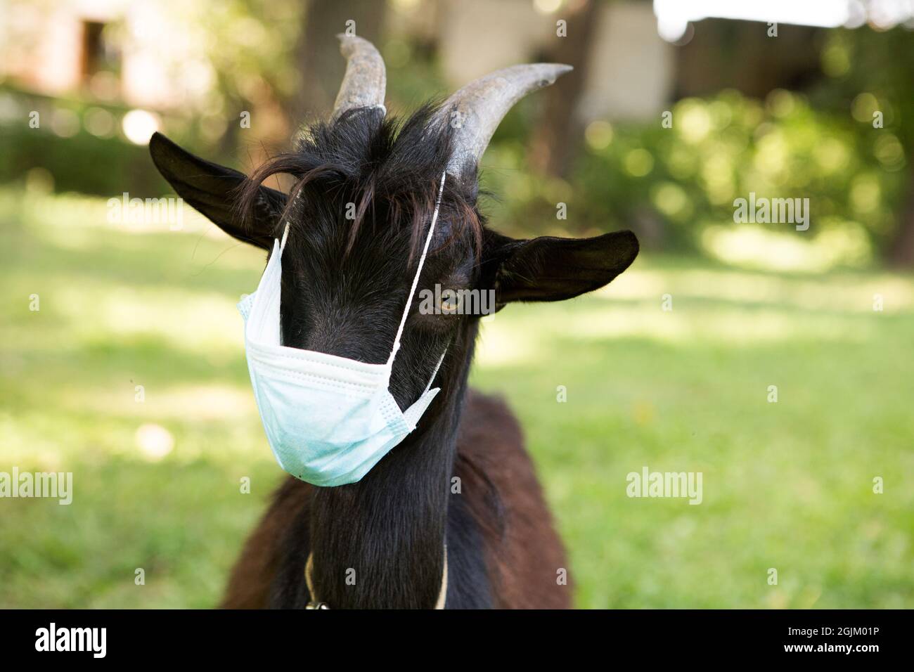 Ritratto di un ragazzo nero Camerun in una maschera medica. La capra è in quarantena. Umorismo durante la pandemia di coronavirus. Foto Stock