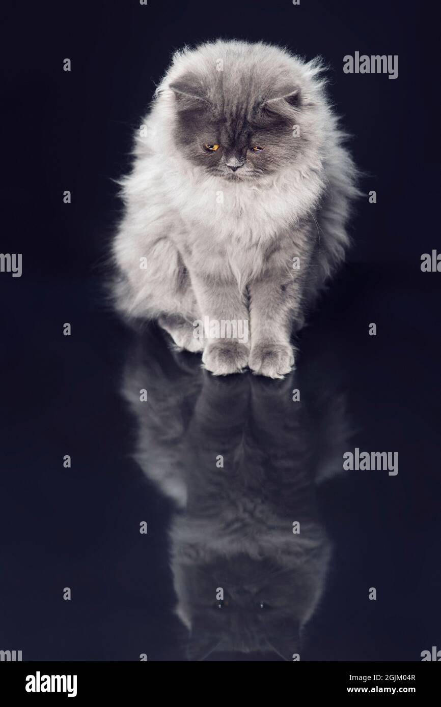 Gatto grigio soffice a capelli lunghi seduto su una superficie riflettente guardando il suo riflesso. Foto Stock