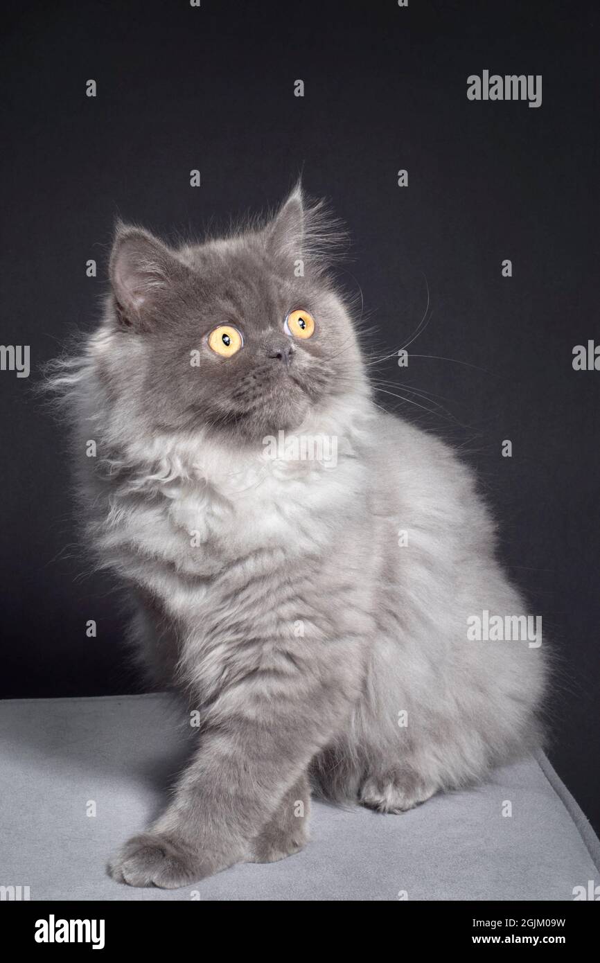 Morbido gatto grigio a capelli lunghi Foto Stock