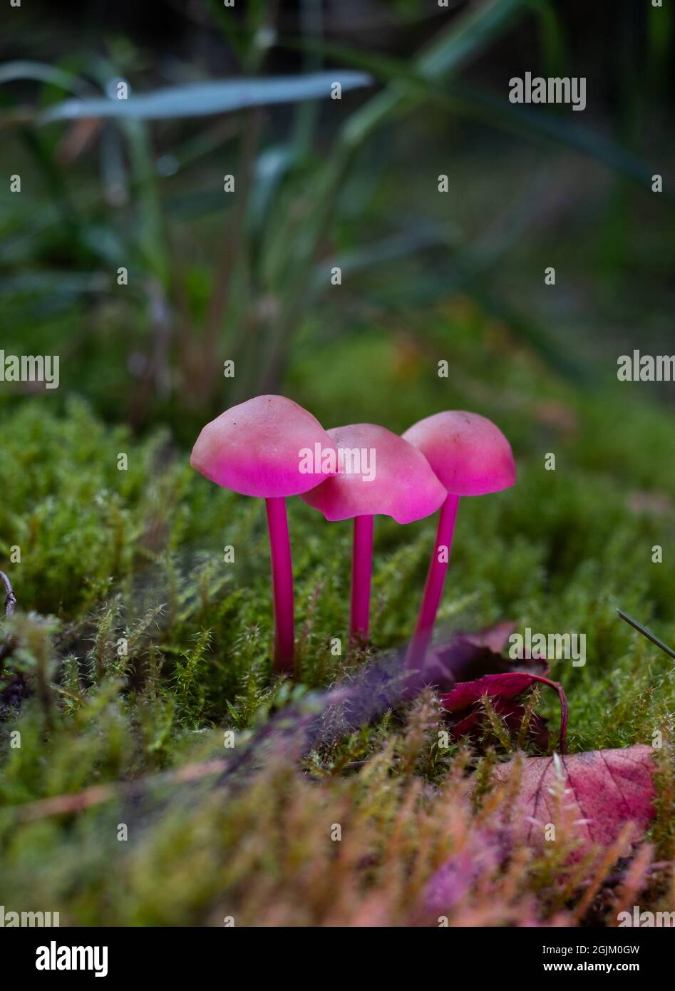 Magico mondo di funghi. Funghi colorati che crescono in natura. Fantasia, sogno e concetto psichedelico Foto Stock