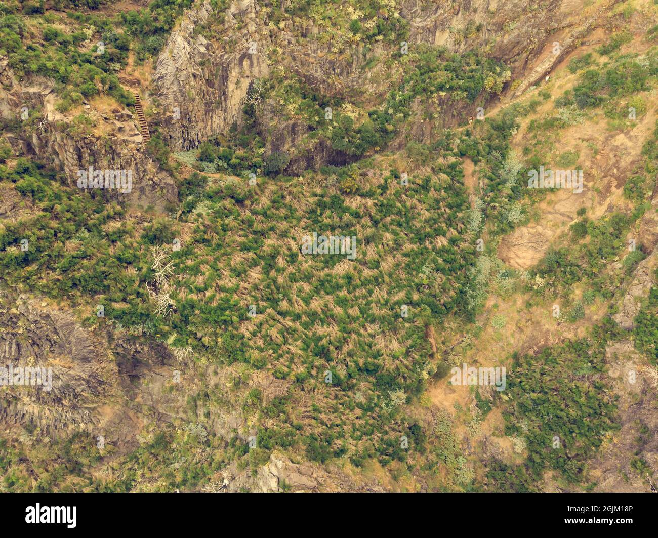 Vista dall'alto delle scarse vegetazioni che crescono in ambienti vulcanici difficili. Foto Stock