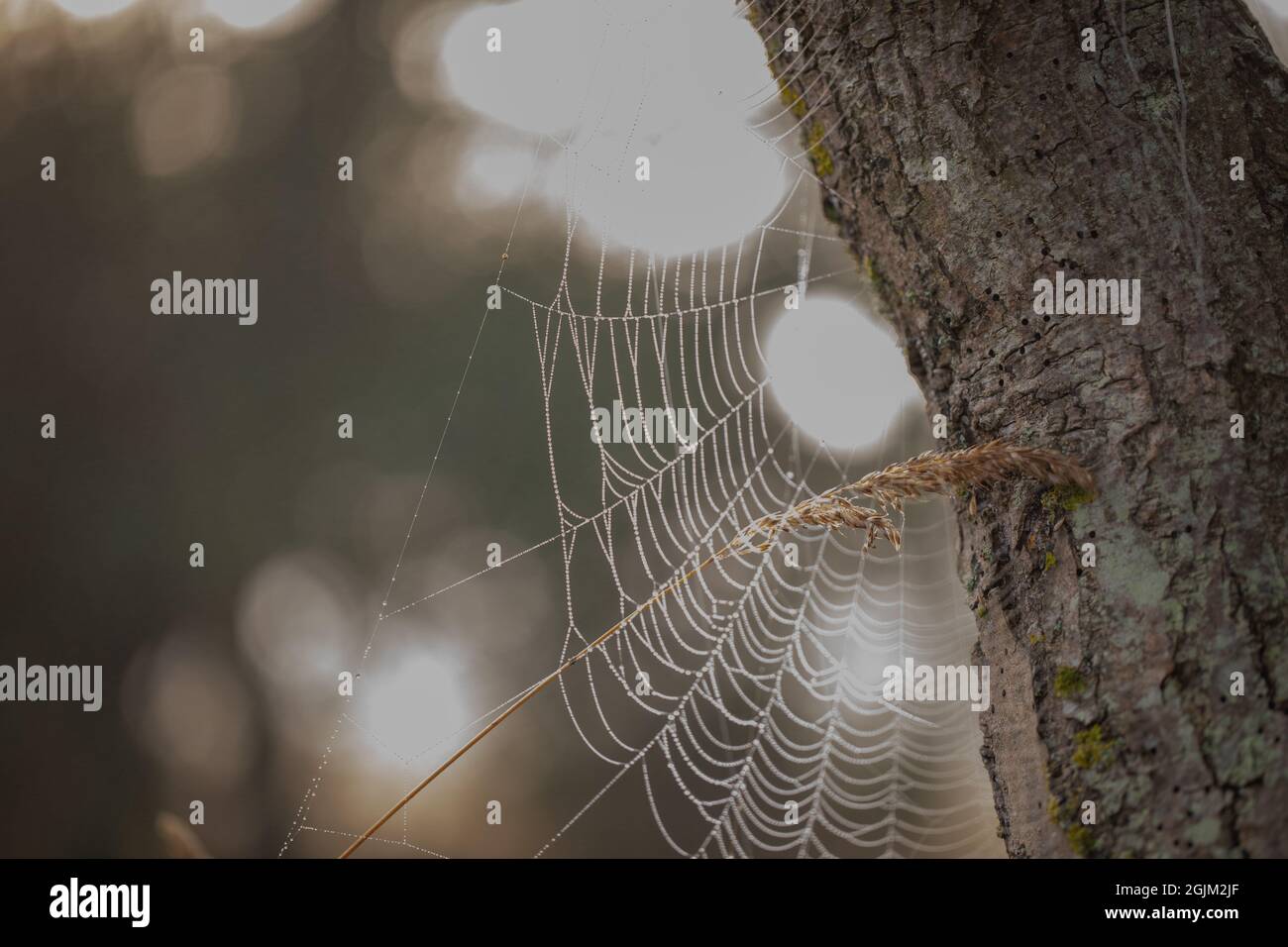 Durante la notte spun ragnatela di ragno, coperta di rugiada mattutina. Web, rugiada carica, appena retroilluminata di mattina presto, alba, sole che appare improvvisamente da sopra l'orizzonte. Foto Stock