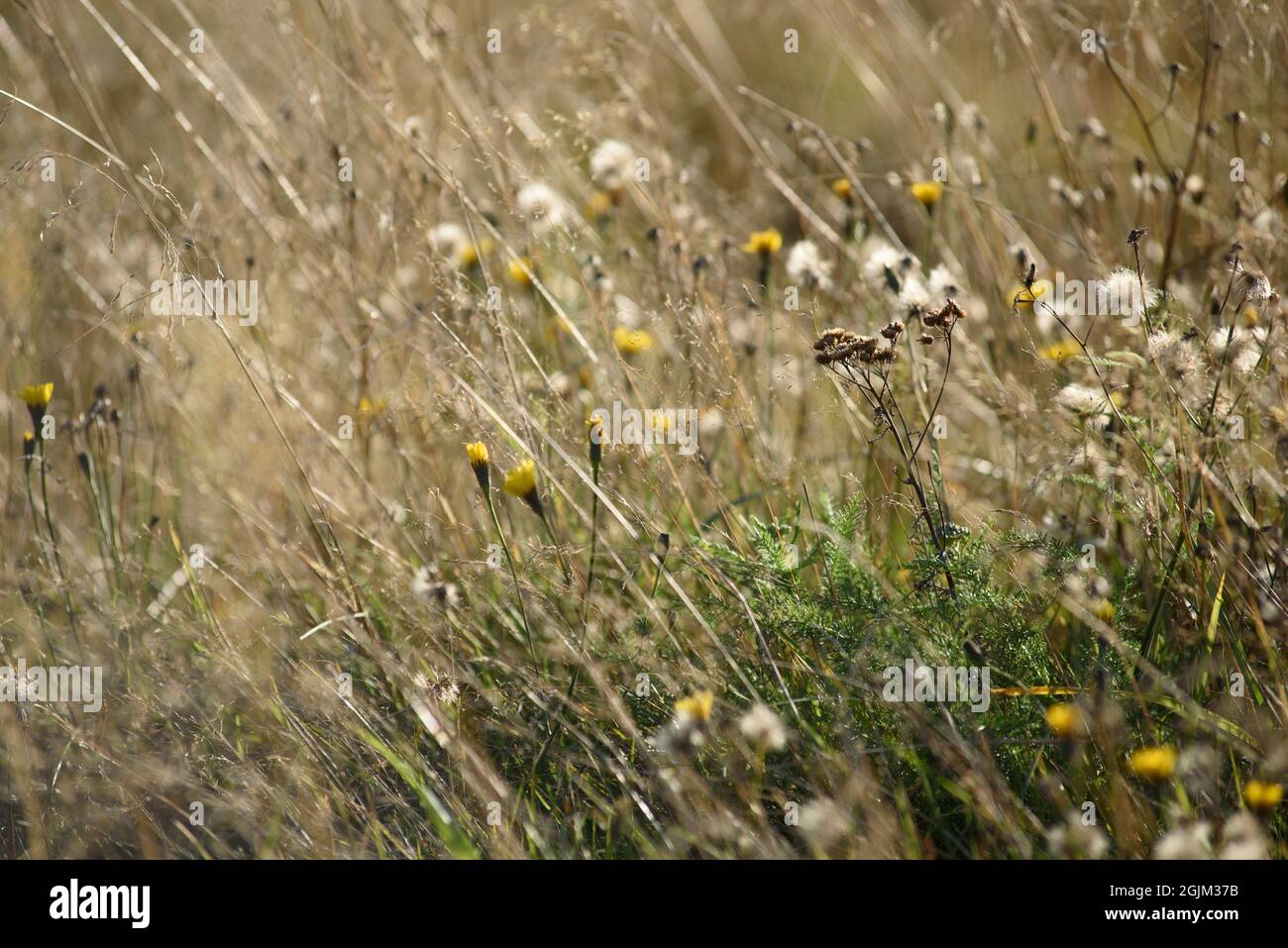 Dettagli del campo nel periodo autunnale. Erba secca da vicino con dentini appassiti e piedi di coltpiedi. Foto Stock