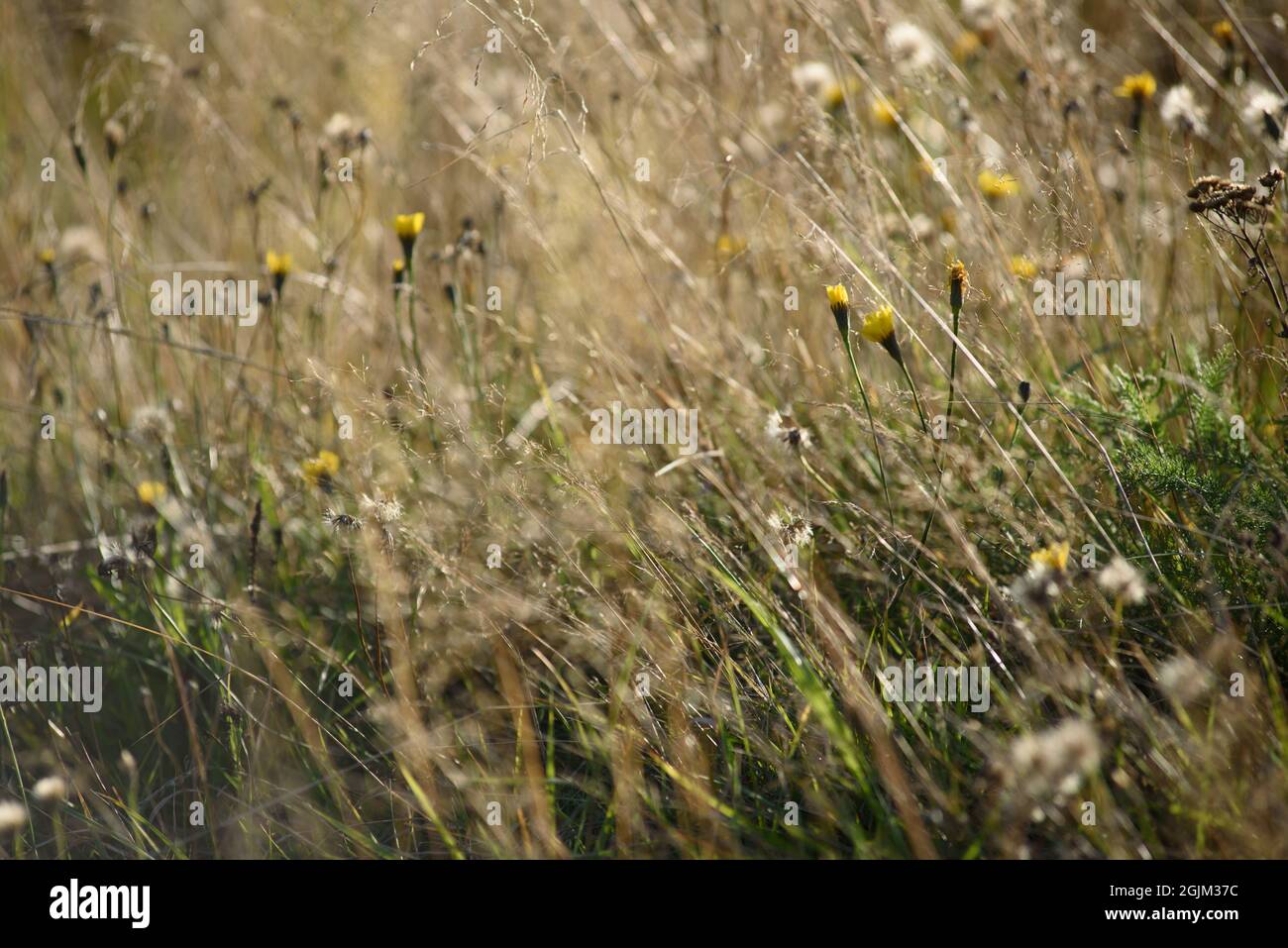 Dettagli del campo nel periodo autunnale. Erba secca da vicino con dentini appassiti e piedi di coltpiedi. Foto Stock