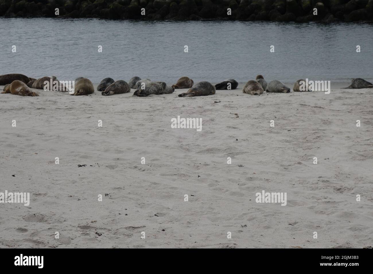 Foche grigie sulla spiaggia sabbiosa vicino all'acqua Foto Stock