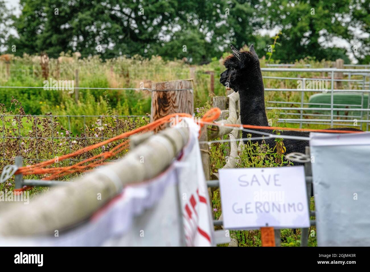 Geronimo l'alpaca attende il suo destino alla Shepherds Close Farm a Wooton Under Edge, Gloucestershire. Geronimo è risultato positivo per la tubercolosi bovina. Foto Stock