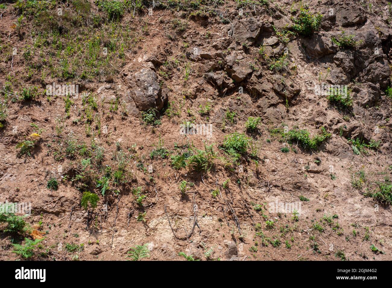 una parte di terreno bagnato su pendio con piccole piante al bordo della collina, terreno bagnato texture con pianta Foto Stock