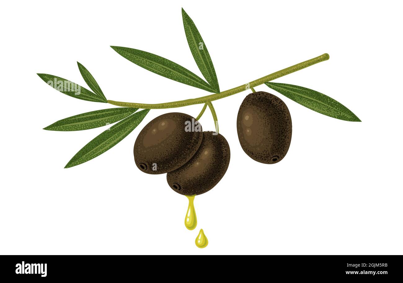 Immagine vettoriale dell'annata di olive nere e gocce d'olio. Olive nere con olio. Illustrazione Vettoriale