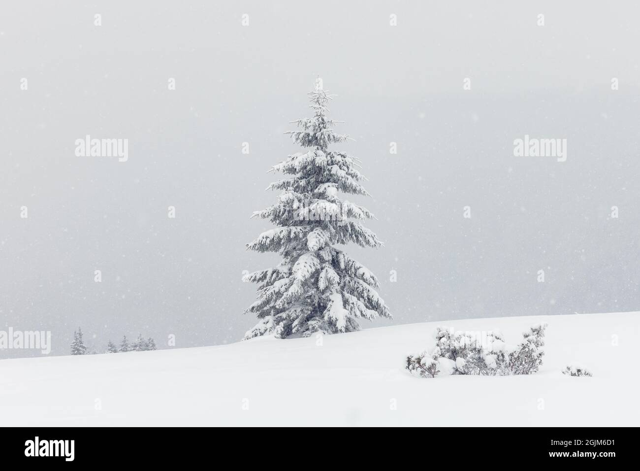 Un paesaggio fantastico con un solitario snowy tree in un campo invernale. Scena minimalista in nuvoloso e nebbioso meteo Foto Stock