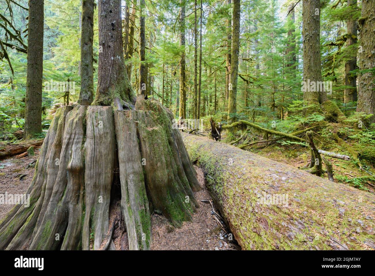 Un ceppo infermiera sostiene la crescita di un nuovo albero accanto ad un tronco caduto nella Mount Baker Snoqualmie National Forest nello stato di Washington Foto Stock