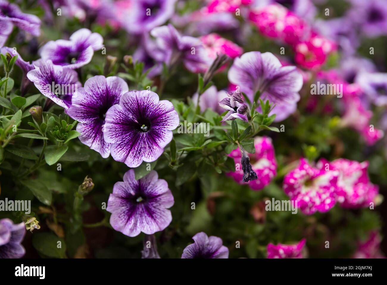 Primo piano di petunia viola e rosa Foto Stock