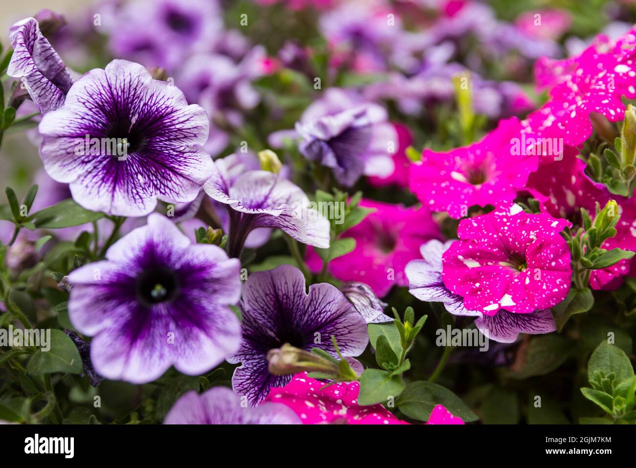 Primo piano di petunia viola e rosa Foto Stock