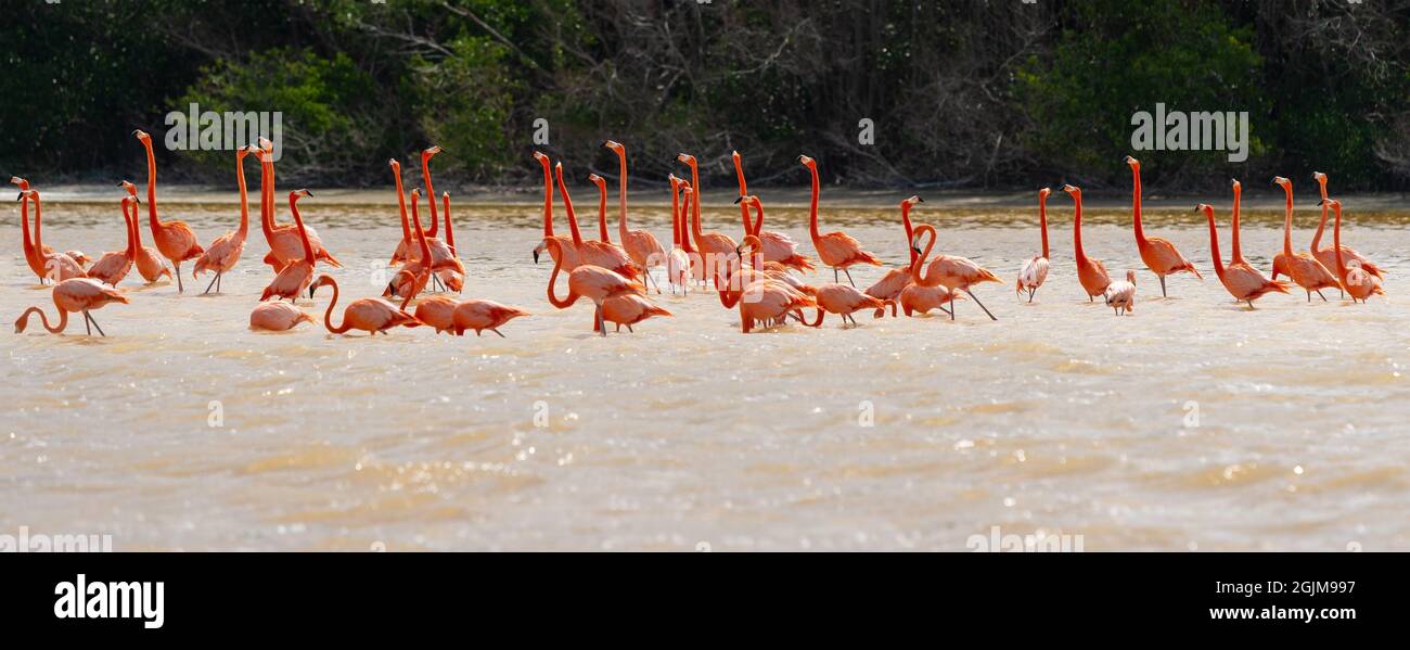 Panorama del flamingo americano (Fenicottero ruber) gregge con collo esteso durante la stagione di riproduzione, Celestun riserva naturale, Yucatan, Messico. Foto Stock