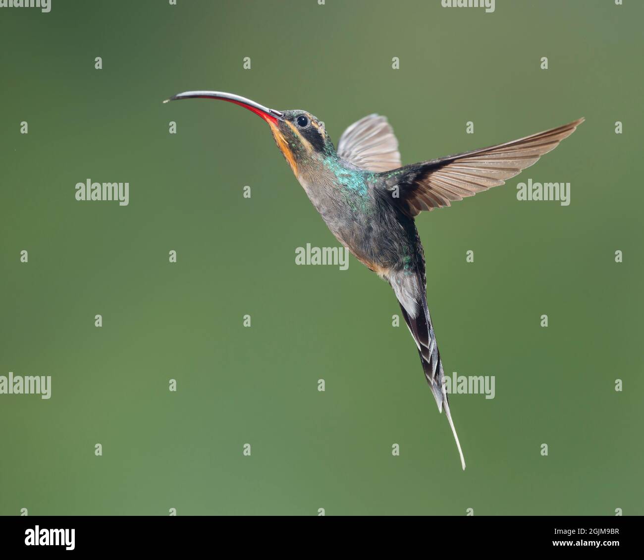 Hermit verde femminile (tipo Phaethornis) Hummingbird hovering, Costa Rica Foto Stock