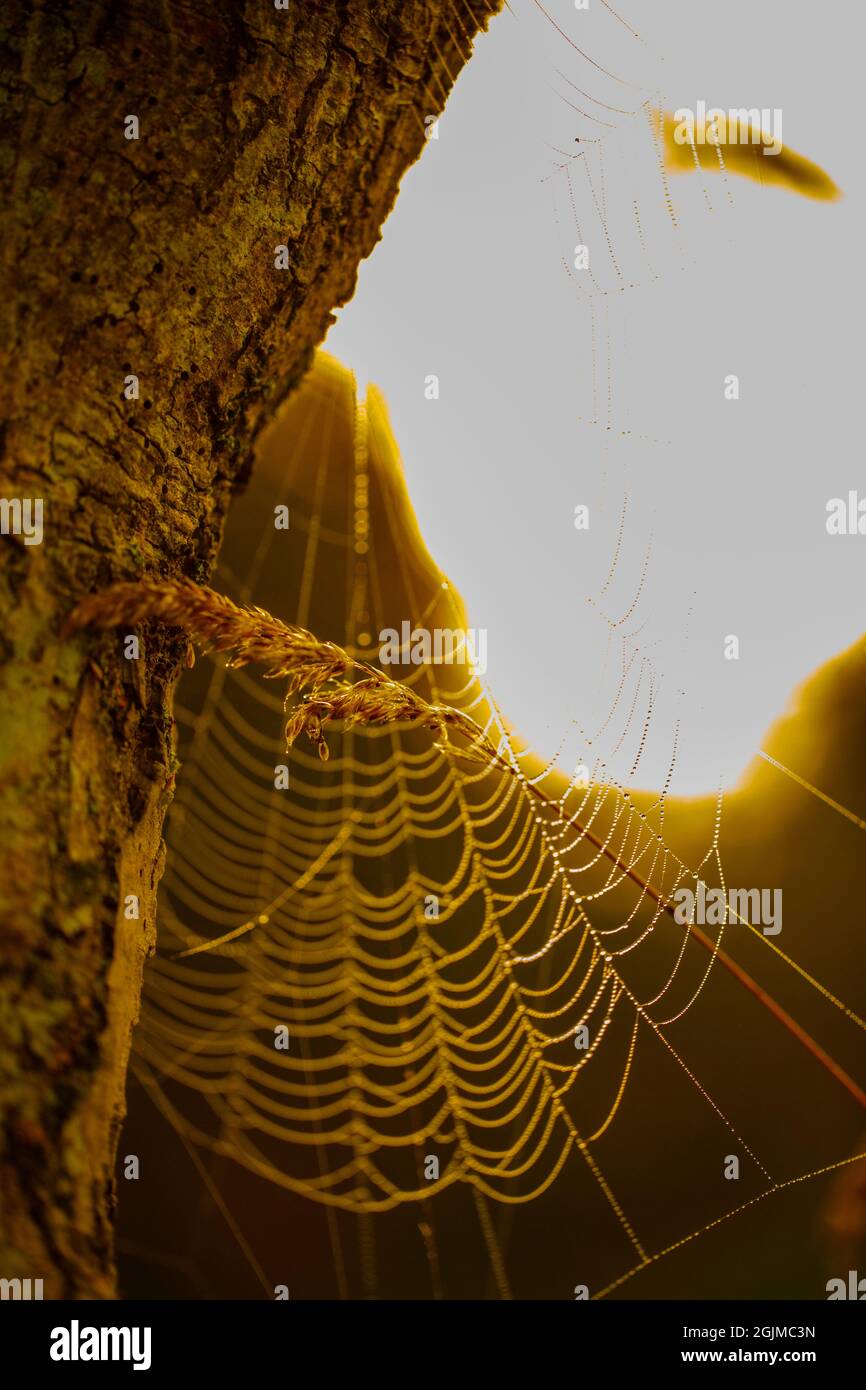 Spider web, rugiada carica, appena retroilluminata al mattino presto, l'alba, il sole accecante che appare improvvisamente da sopra l'orizzonte da dietro un tronco di albero. Foto Stock