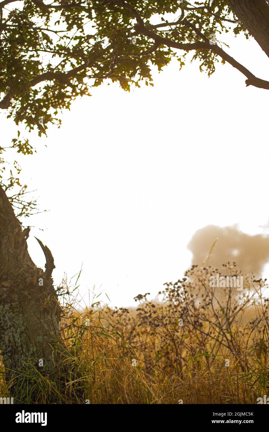 Roadside alberi di quercia e hedgerow linea con la vegetazione di semina a lato strada tra. Luce dell'alba d'autunno. Copia, testo, spazio del titolo al centro. Terra di impostazione della scena Foto Stock