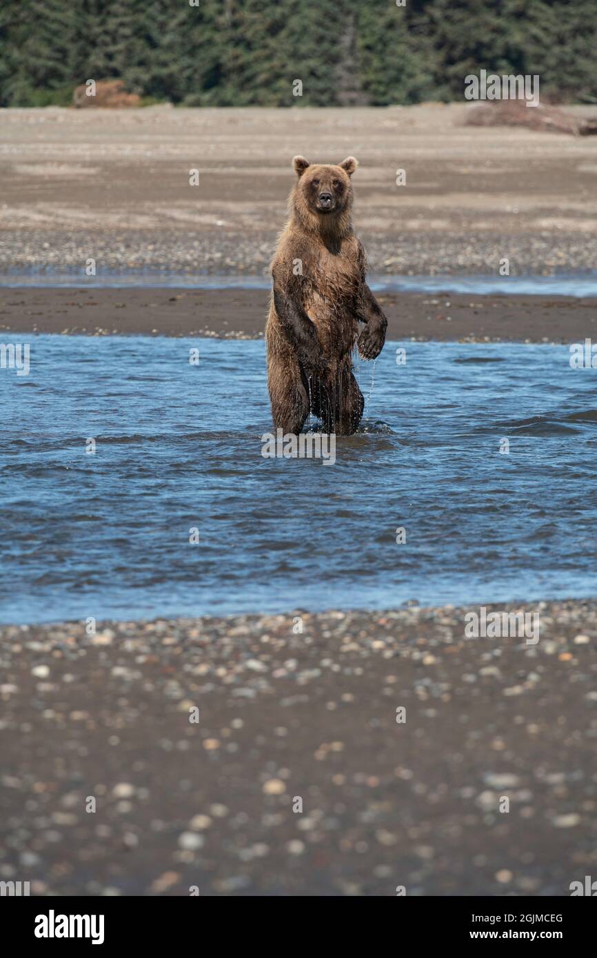 Orso bruno costiero dell'Alaska Foto Stock