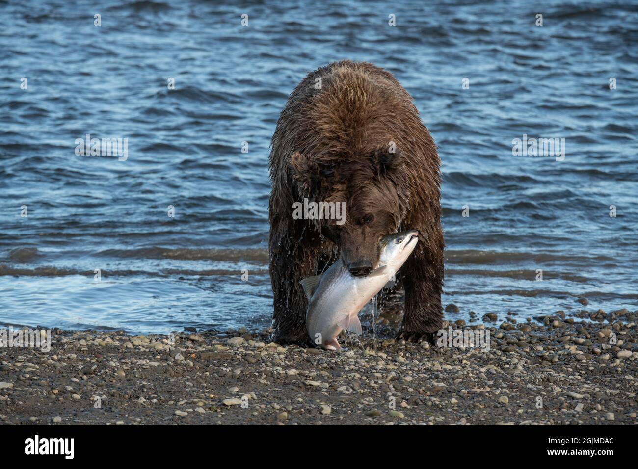 Pesca dell'orso bruno costiero dell'Alaska Foto Stock