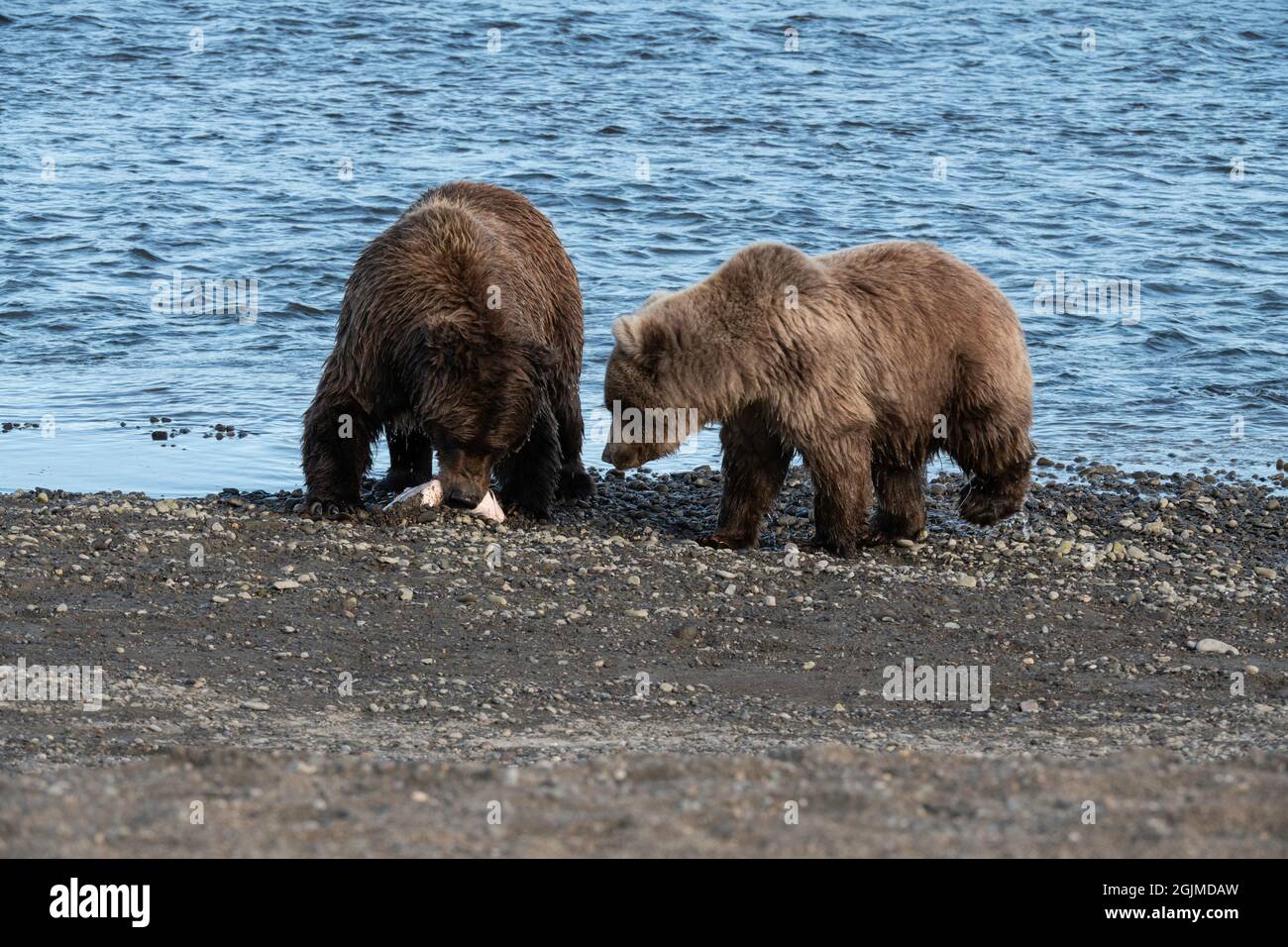 Pesca dell'orso bruno costiero dell'Alaska Foto Stock