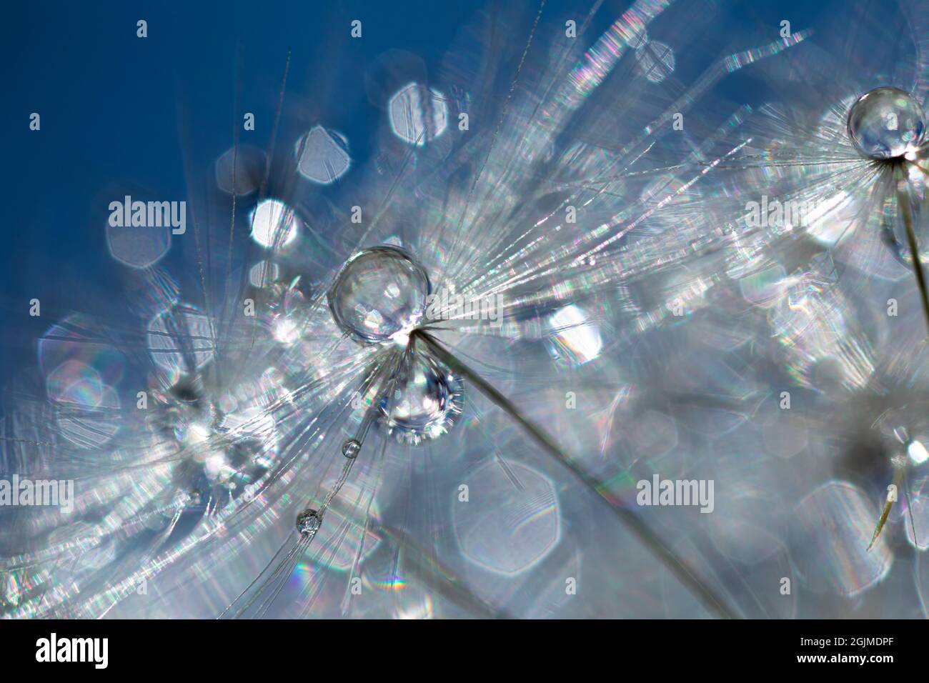 Dente di leone con sfondo blu e bokeh Foto Stock