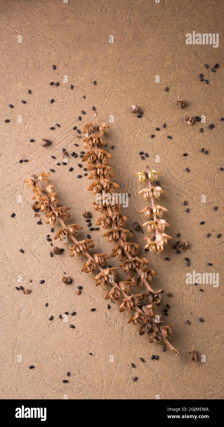 raccolta di semi di basilico da schiacciare teste di fiori secchi, raccogliendo semi di erbe culinarie sani, su sfondo marrone Foto Stock